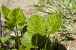 Roundleaf ragwort